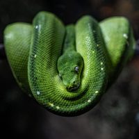 Wildlife | Charles Jason